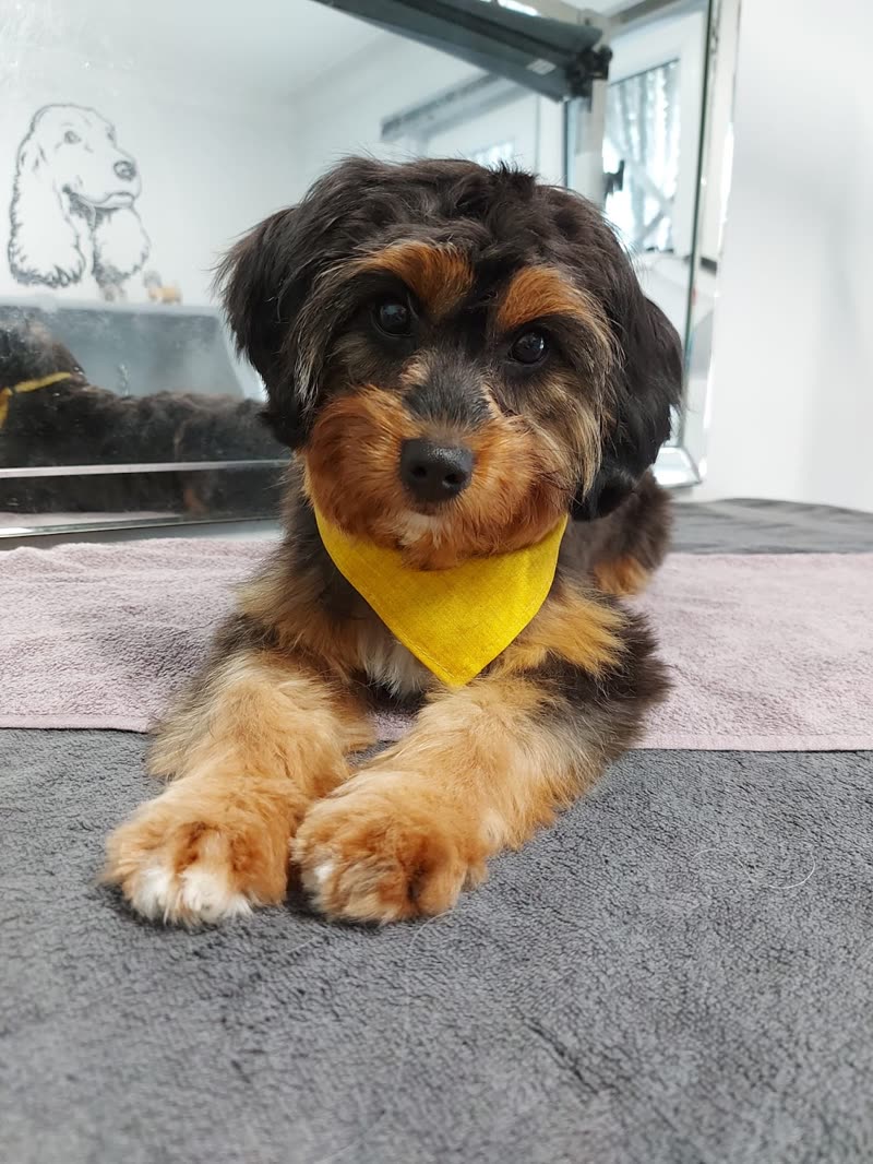 A freshly groomed cockapoo in a yellow bandana lying on the grooming table at Dudley's Dog Grooming