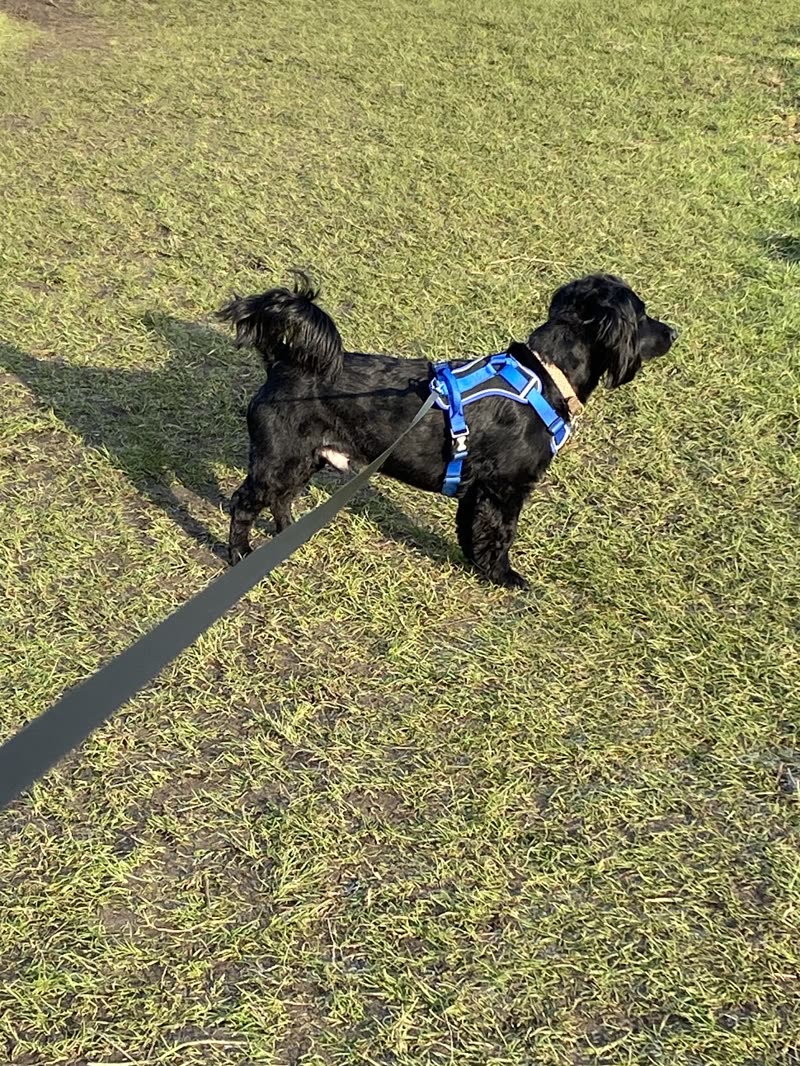 A small black terrier in a blue harness standing on sunlit grass
