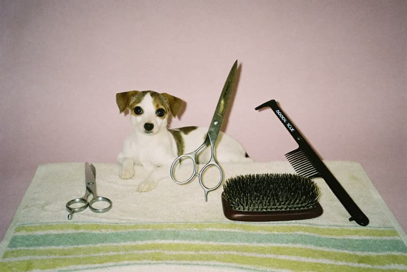 Grooming scissors, brush, comb and clippers laid out on a clean towel