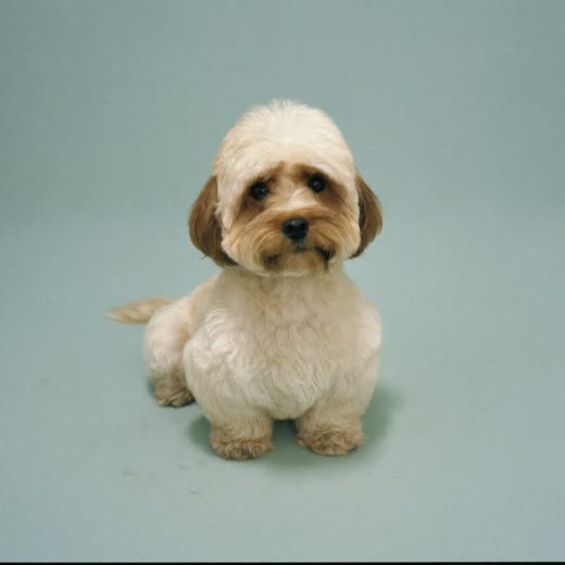 A freshly scissor-groomed cockapoo sitting against a plain pastel background
