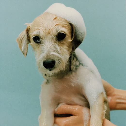 A wet terrier being bathed, hands supporting it