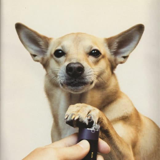 A dog's paw held for a nail trim