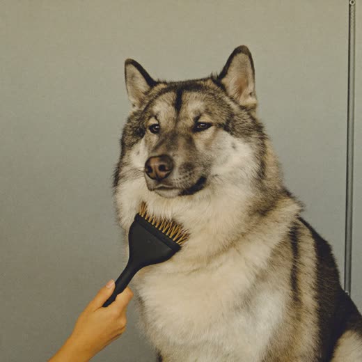 A thick-coated dog being brushed with a slicker brush