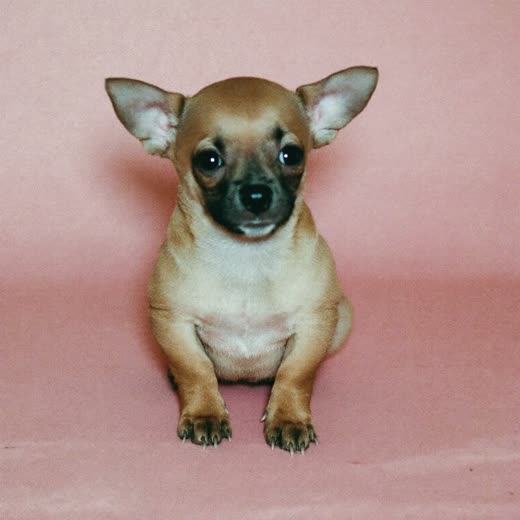 A small puppy sitting calmly against a plain pastel background